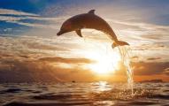 Dolphin-Freedom